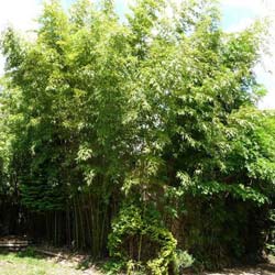 Bambu Phyllostachys viridiglau.
